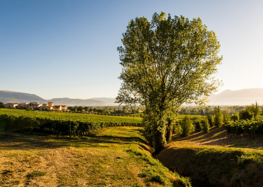 Cantina Arnaldo Caprai, Umbria, Italy
